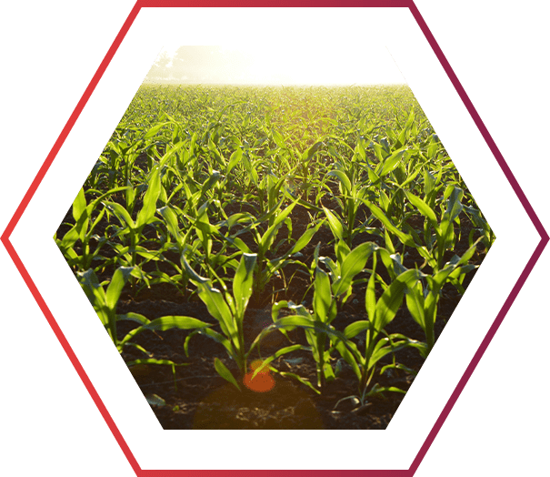 Crops growing on the fields under the sunlight